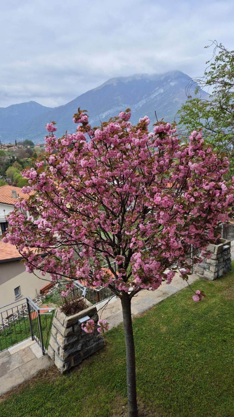 Villa Primula Bellagio Exteriér fotografie