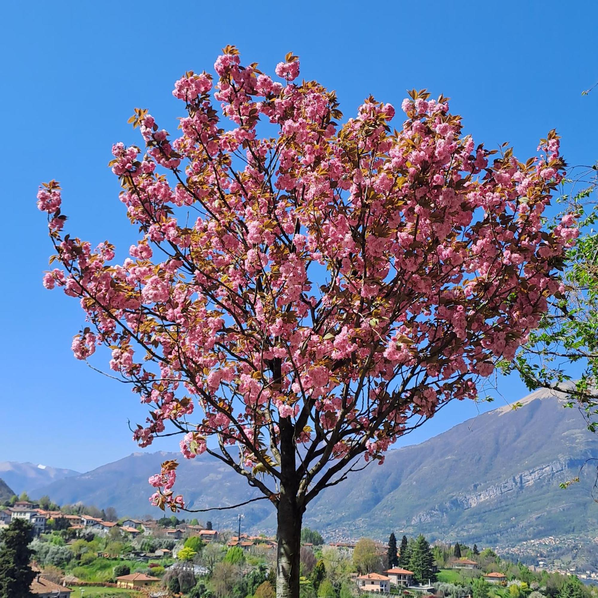 Villa Primula Bellagio Exteriér fotografie